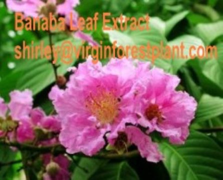 Banaba Leaf Extract(Shirley At Virginforestplant Dot Com)
